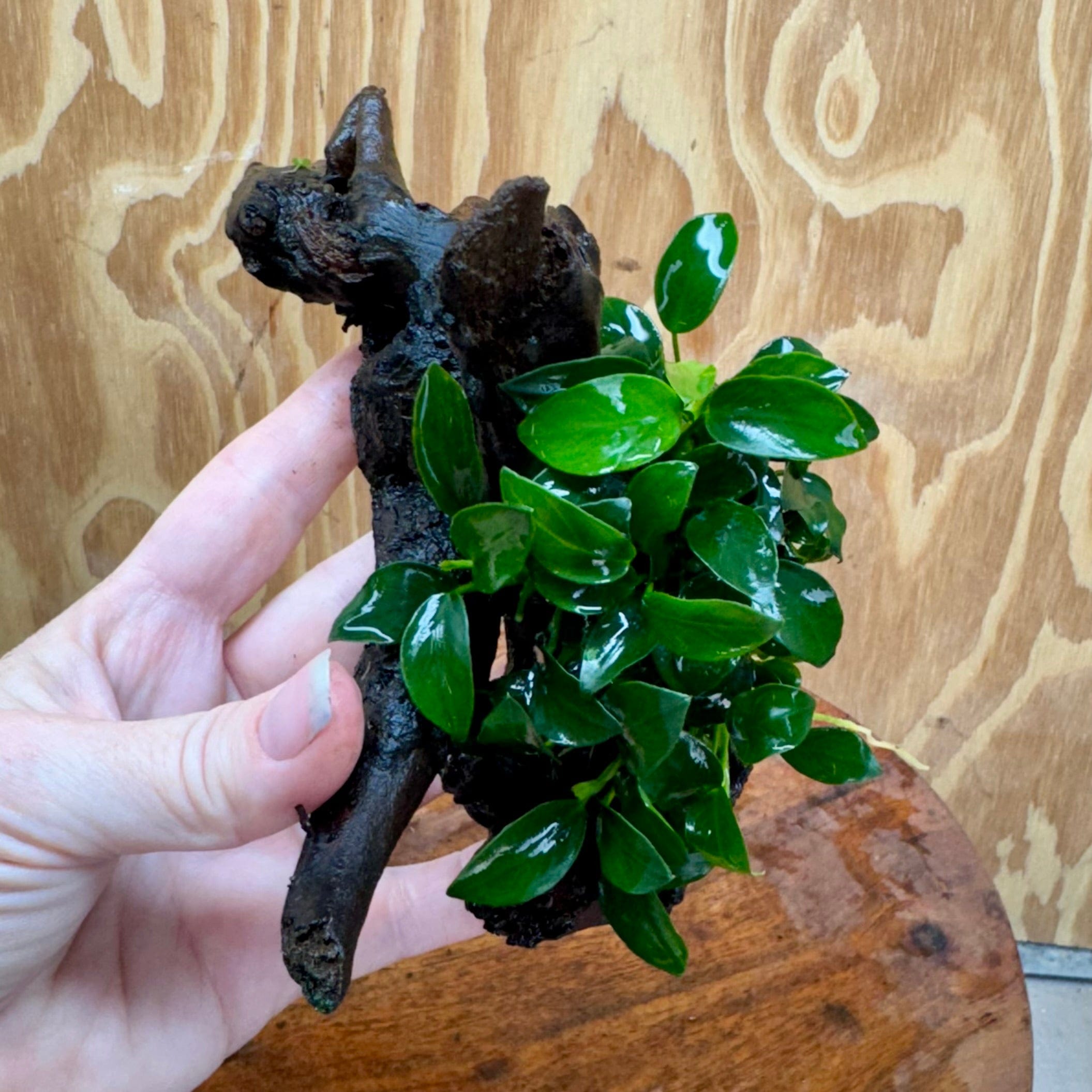 Pisces Enterprises One Only Anubias Petite Nana Clump on Small Driftwood Creation - One Only - Beautiful Anubias Petite Nana Clump on Small Driftwood Creation - One Only - Beautiful