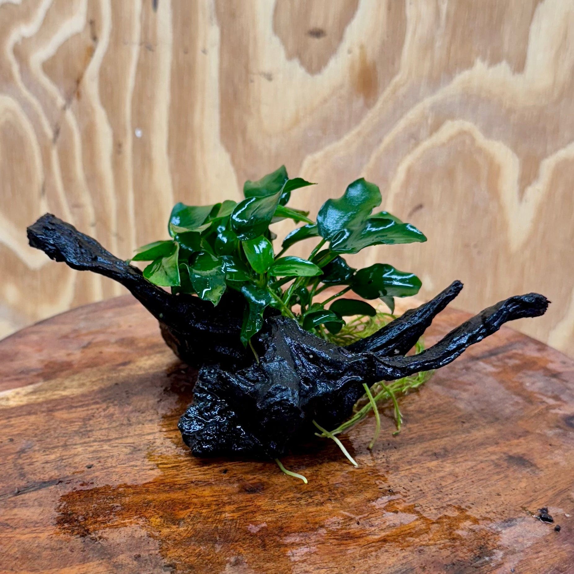 Pisces Enterprises One Only Anubias Petite Nana Clump on Small Driftwood Creation - One Only - Bold Anubias Petite Nana Clump on Small Driftwood Creation - One Only - Bold