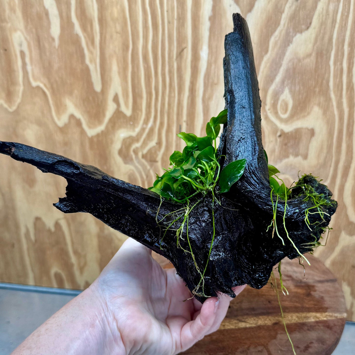 Pisces Enterprises One Only Anubias Petite Nana Mother Plant on Large Driftwood Creation - One Only Anubias Petite Nana Mother Plant on Large Driftwood Creation - One Only