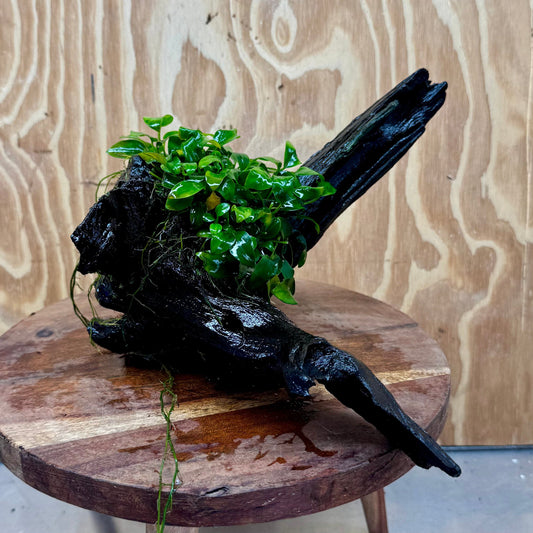 Pisces Enterprises One Only Anubias Petite Nana Mother Plant on Large Driftwood Creation - One Only Anubias Petite Nana Mother Plant on Large Driftwood Creation - One Only