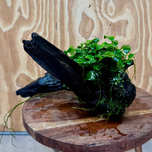 Pisces Enterprises One Only Anubias Petite Nana Mother Plant on Large Driftwood Creation - One Only Anubias Petite Nana Mother Plant on Large Driftwood Creation - One Only
