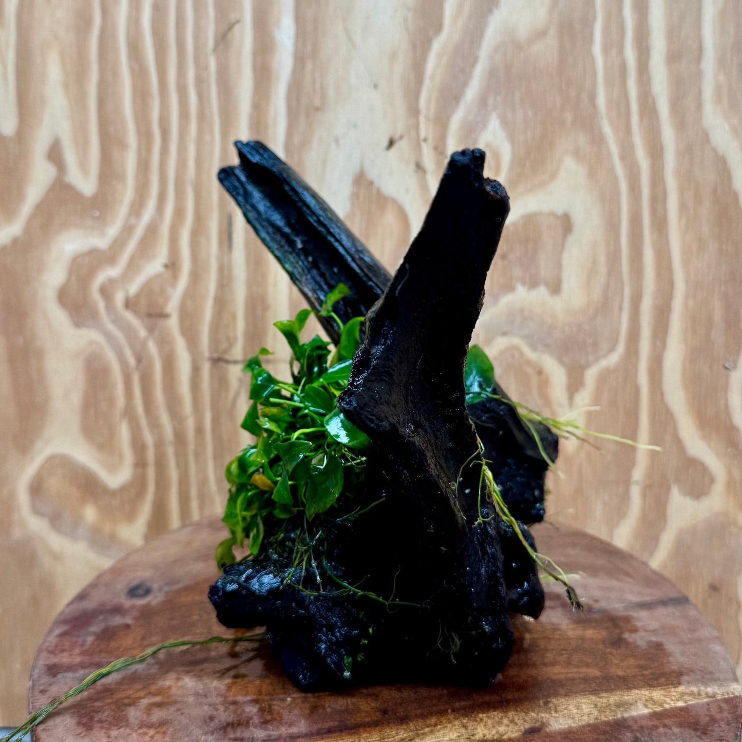 Pisces Enterprises One Only Anubias Petite Nana Mother Plant on Large Driftwood Creation - One Only Anubias Petite Nana Mother Plant on Large Driftwood Creation - One Only