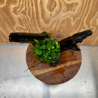Pisces Enterprises One Only Anubias Petite Nana Mother Plant on Large Driftwood Creation - One Only Anubias Petite Nana Mother Plant on Large Driftwood Creation - One Only