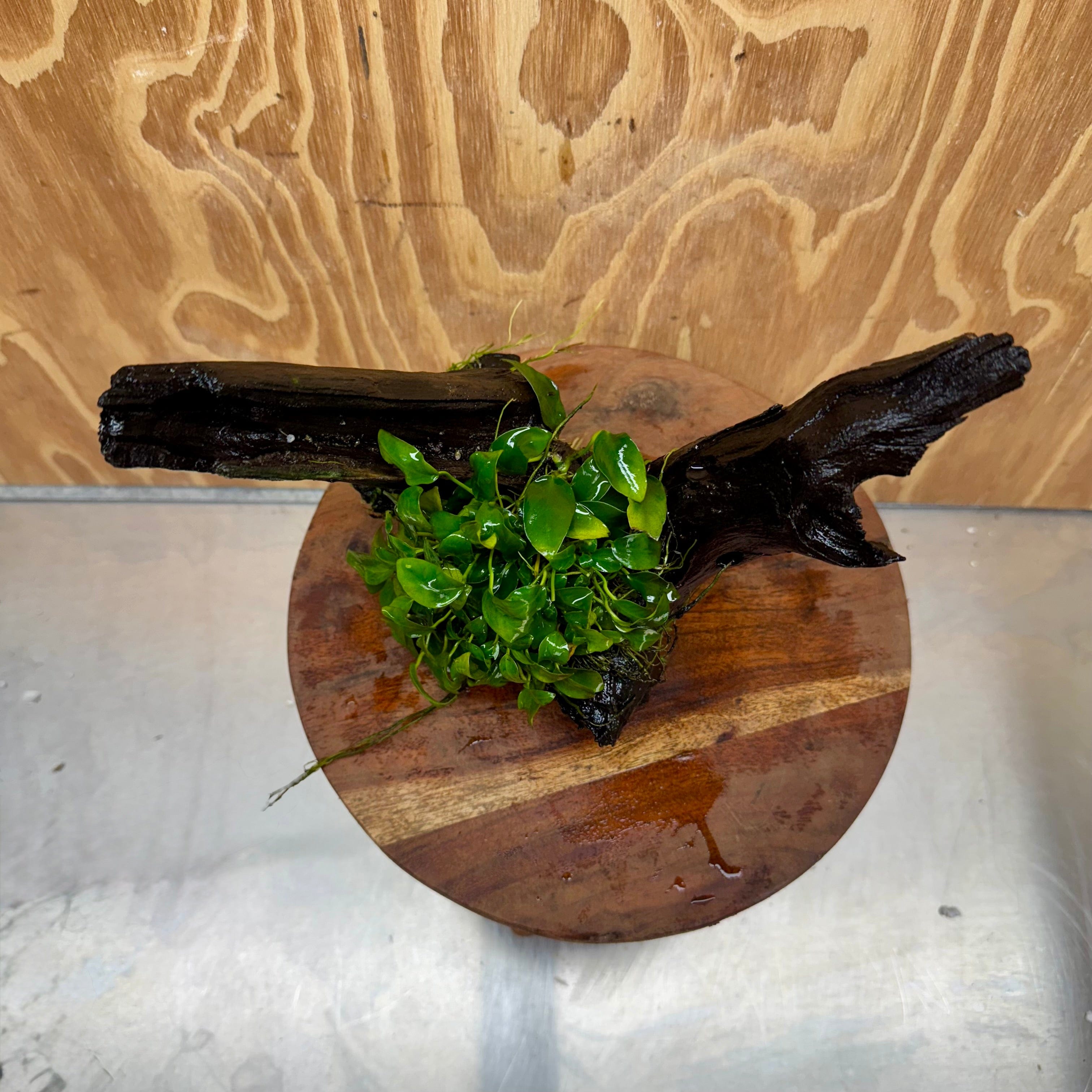 Pisces Enterprises One Only Anubias Petite Nana Mother Plant on Large Driftwood Creation - One Only Anubias Petite Nana Mother Plant on Large Driftwood Creation - One Only