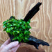 Pisces Enterprises One Only Anubias Petite Nana Mother Plant on Large Driftwood Creation - One Only Anubias Petite Nana Mother Plant on Large Driftwood Creation - One Only