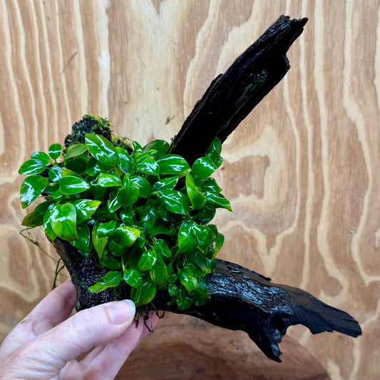 Pisces Enterprises One Only Anubias Petite Nana Mother Plant on Large Driftwood Creation - One Only Anubias Petite Nana Mother Plant on Large Driftwood Creation - One Only