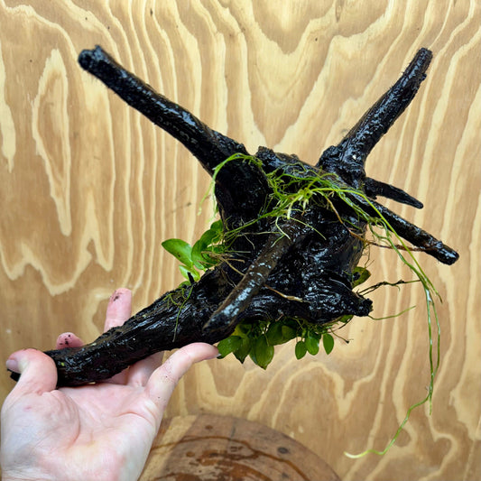 Pisces Enterprises One Only Anubias Petite Nana Mother Plant on Large Driftwood Creation - One Only Anubias Petite Nana Mother Plant on Large Driftwood Creation - One Only
