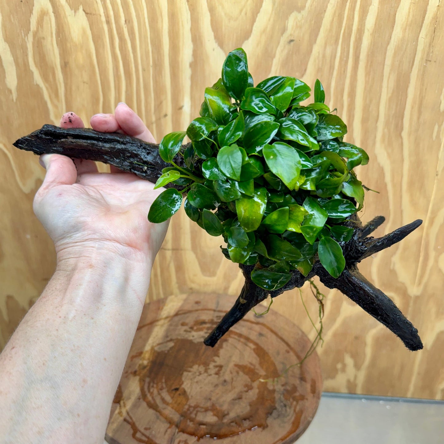 Pisces Enterprises One Only Anubias Petite Nana Mother Plant on Large Driftwood Creation - One Only Anubias Petite Nana Mother Plant on Large Driftwood Creation - One Only
