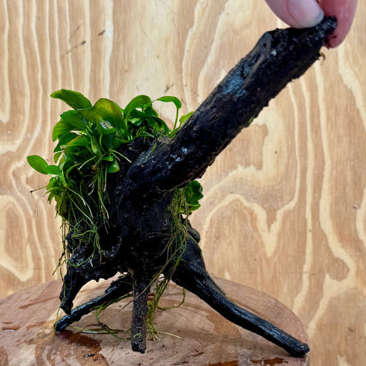 Pisces Enterprises One Only Anubias Petite Nana Mother Plant on Large Driftwood Creation - One Only Anubias Petite Nana Mother Plant on Large Driftwood Creation - One Only