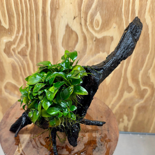 Pisces Enterprises One Only Anubias Petite Nana Mother Plant on Large Driftwood Creation - One Only Anubias Petite Nana Mother Plant on Large Driftwood Creation - One Only