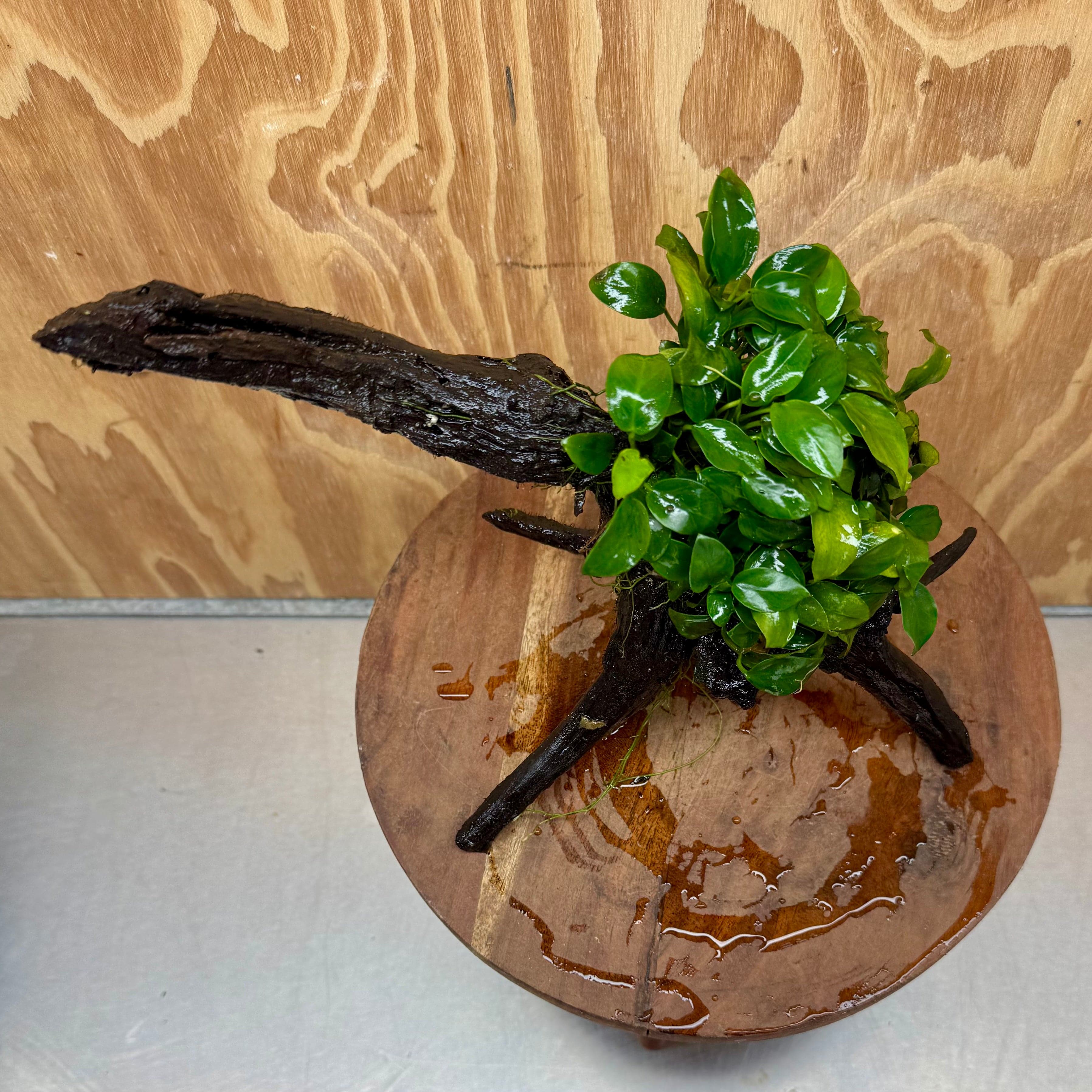 Pisces Enterprises One Only Anubias Petite Nana Mother Plant on Large Driftwood Creation - One Only Anubias Petite Nana Mother Plant on Large Driftwood Creation - One Only