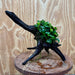 Pisces Enterprises One Only Anubias Petite Nana Mother Plant on Large Driftwood Creation - One Only Anubias Petite Nana Mother Plant on Large Driftwood Creation - One Only