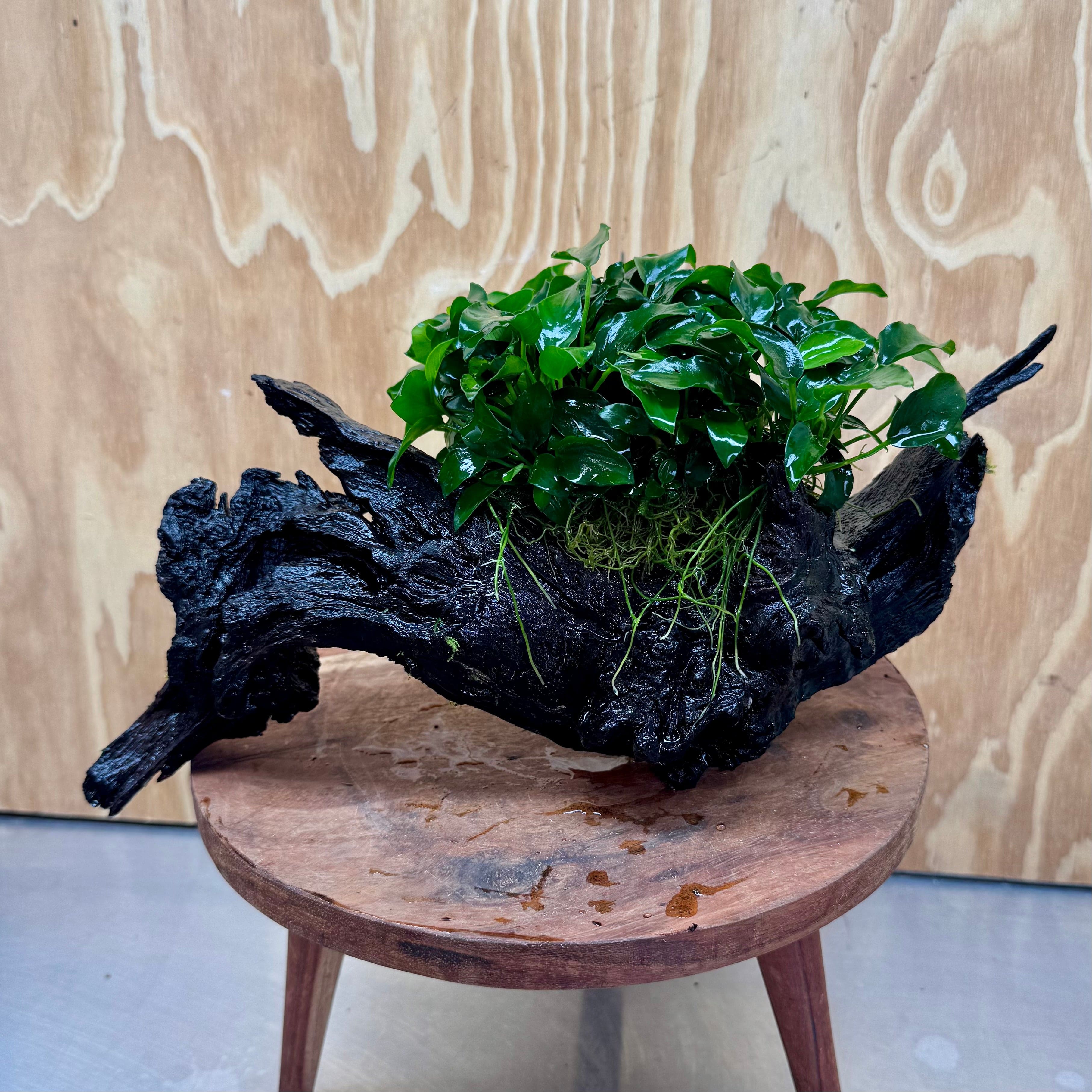 Pisces Enterprises One Only Anubias Petite Nana Mother Plant on Large Driftwood Creation - One Only Anubias Petite Nana Mother Plant on Large Driftwood Creation - One Only