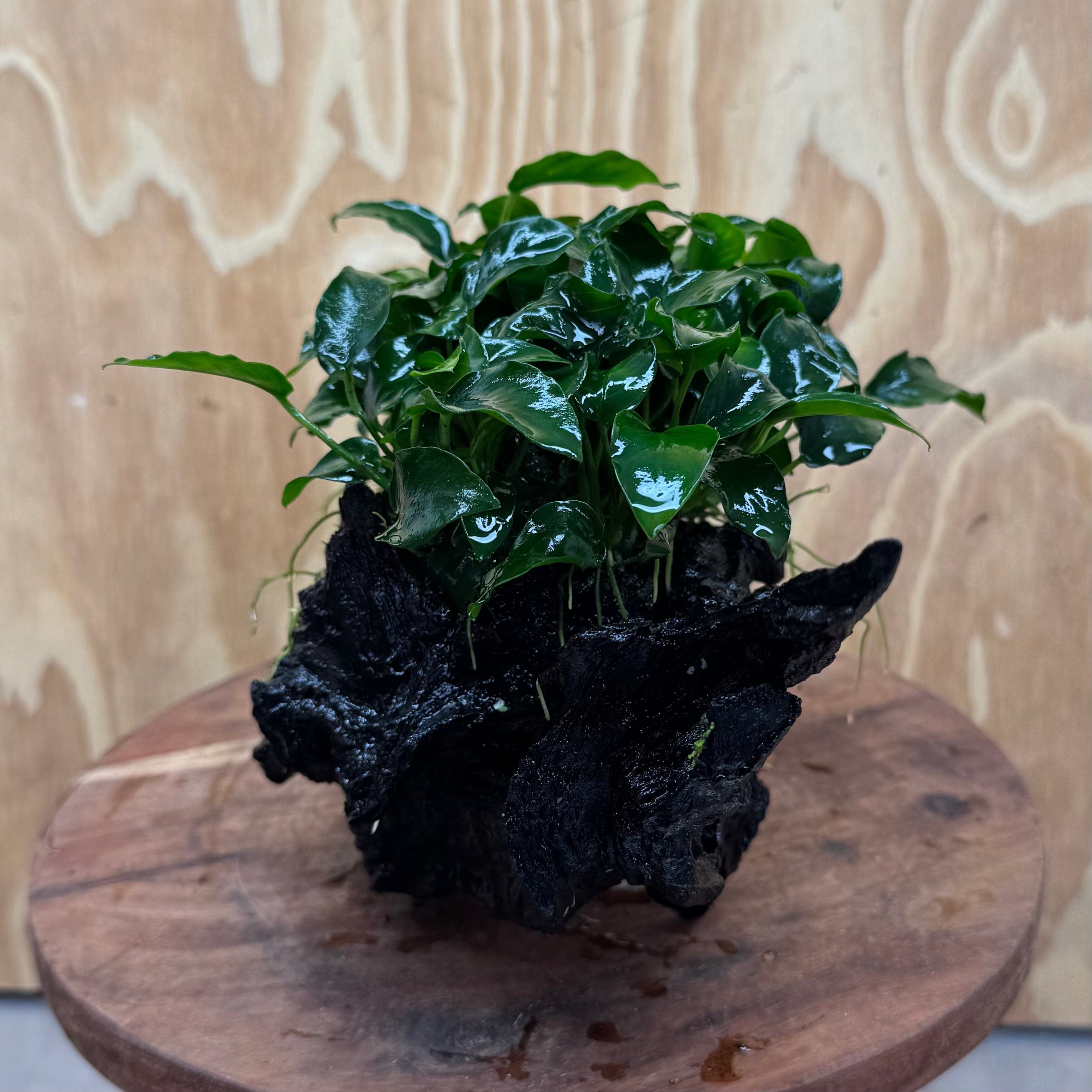 Pisces Enterprises One Only Anubias Petite Nana Mother Plant on Large Driftwood Creation - One Only Anubias Petite Nana Mother Plant on Large Driftwood Creation - One Only