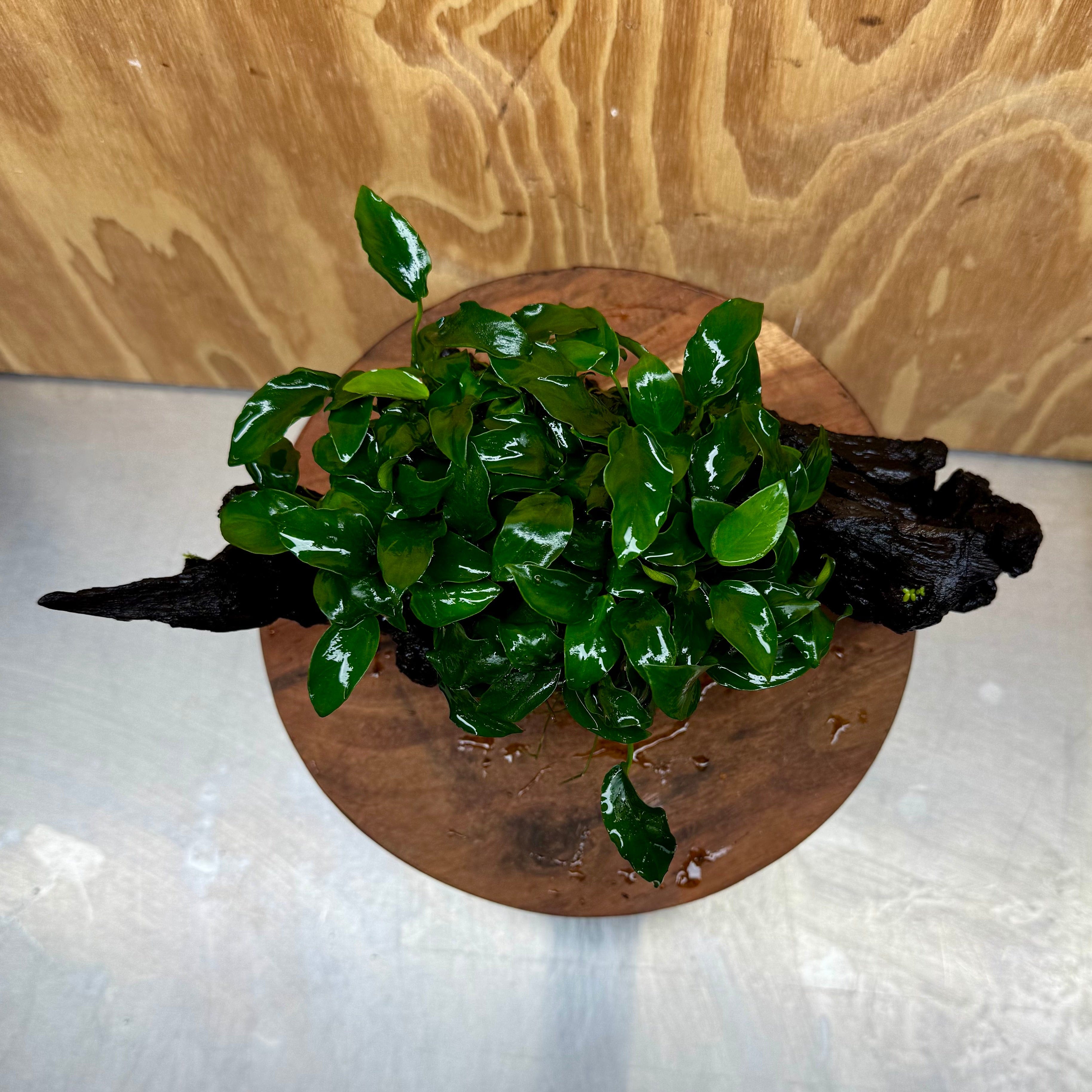 Pisces Enterprises One Only Anubias Petite Nana Mother Plant on Large Driftwood Creation - One Only Anubias Petite Nana Mother Plant on Large Driftwood Creation - One Only