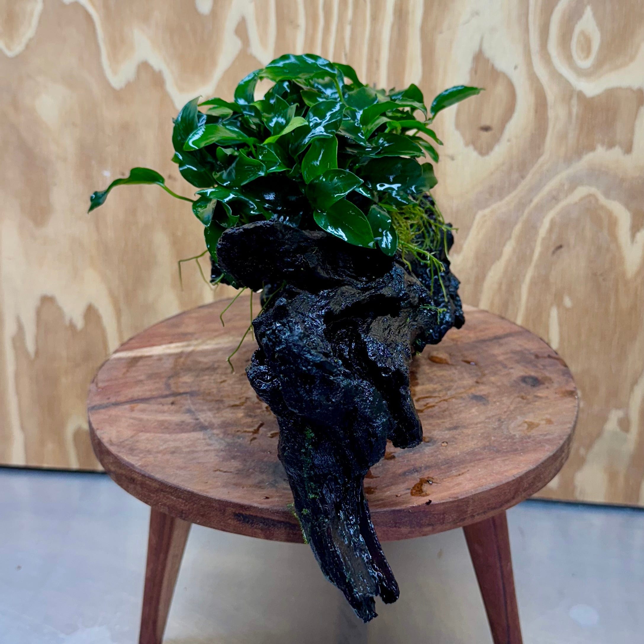 Pisces Enterprises One Only Anubias Petite Nana Mother Plant on Large Driftwood Creation - One Only Anubias Petite Nana Mother Plant on Large Driftwood Creation - One Only