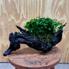 Pisces Enterprises One Only Anubias Petite Nana Mother Plant on Large Driftwood Creation - One Only Anubias Petite Nana Mother Plant on Large Driftwood Creation - One Only