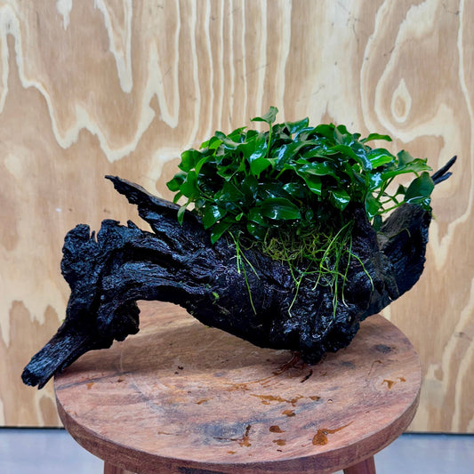 Pisces Enterprises One Only Anubias Petite Nana Mother Plant on Large Driftwood Creation - One Only Anubias Petite Nana Mother Plant on Large Driftwood Creation - One Only