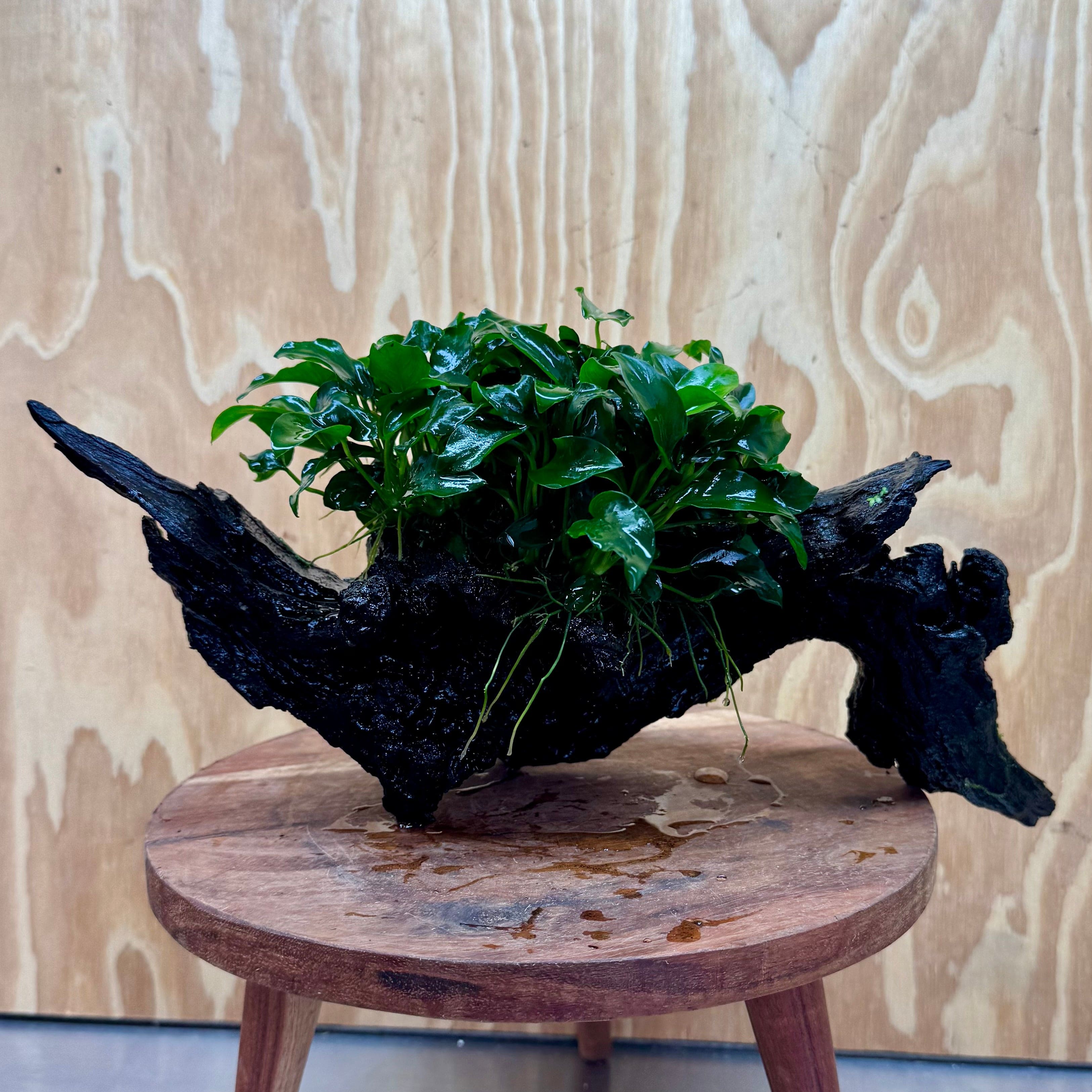 Pisces Enterprises One Only Anubias Petite Nana Mother Plant on Large Driftwood Creation - One Only Anubias Petite Nana Mother Plant on Large Driftwood Creation - One Only