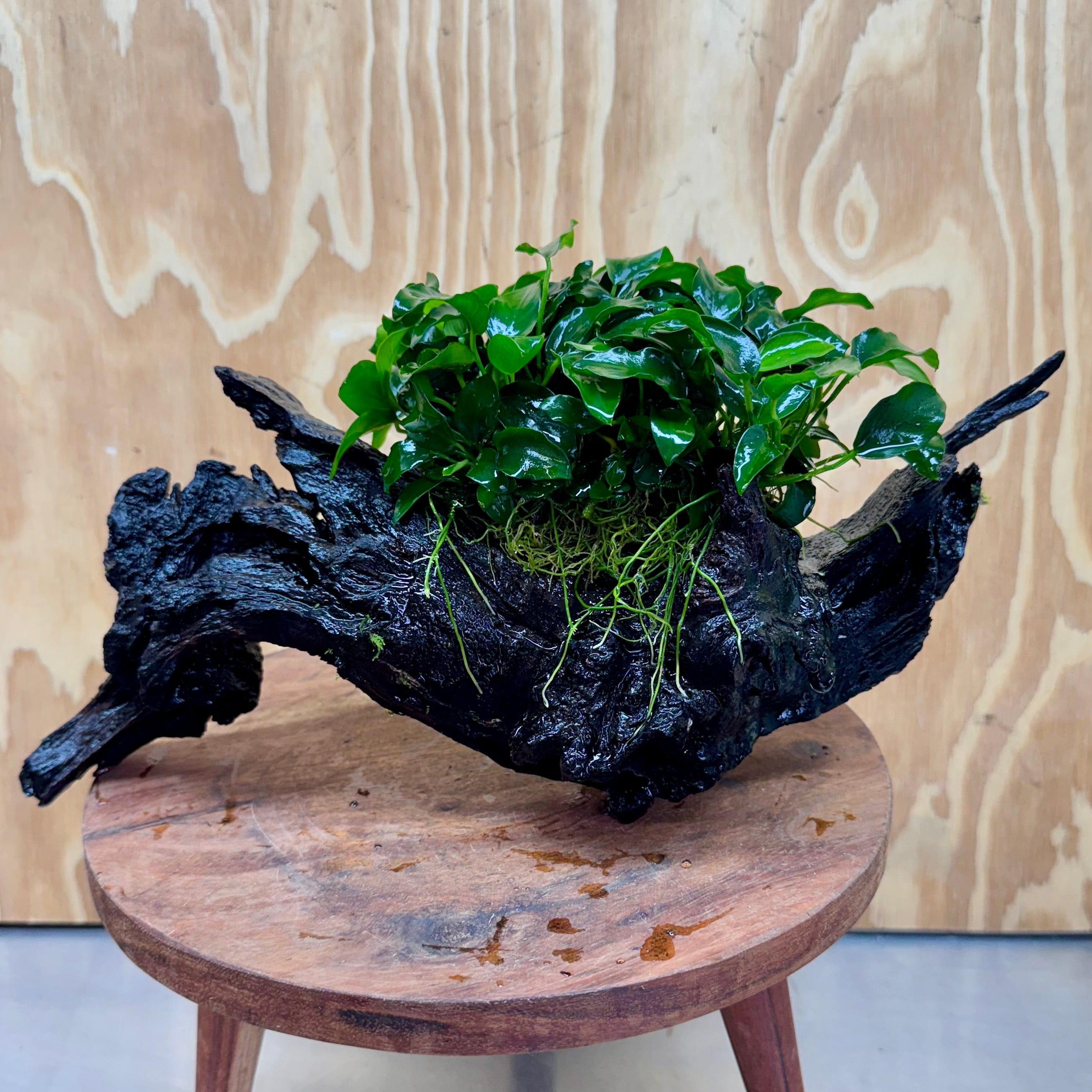 Pisces Enterprises One Only Anubias Petite Nana Mother Plant on Large Driftwood Creation - One Only Anubias Petite Nana Mother Plant on Large Driftwood Creation - One Only