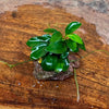 Scapeshop.com.au One Only Anubias Petite Nana on Nano Lava Rock Creation - One Only - A Anubias Petite Nana on Nano Lava Rock Creation - One Only - A