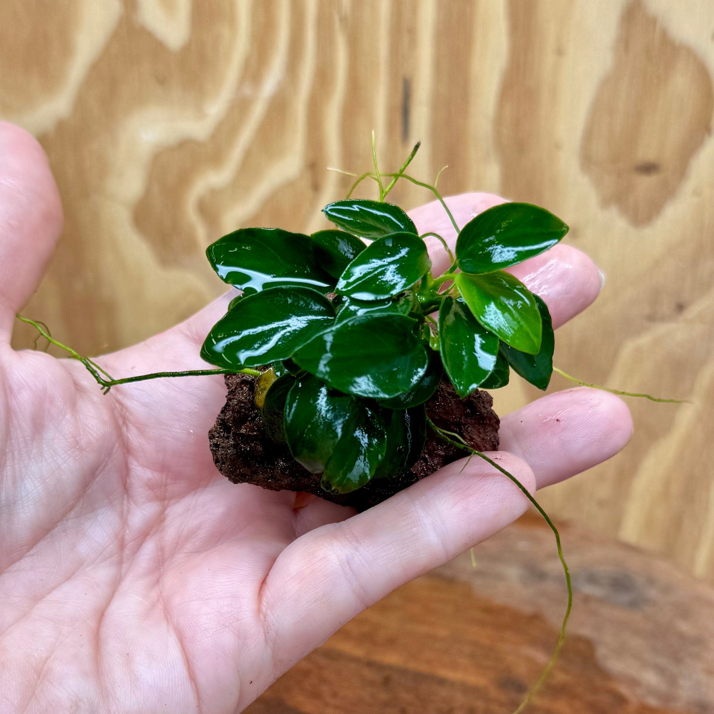 Scapeshop.com.au One Only Anubias Petite Nana on Nano Lava Rock Creation - One Only - A Anubias Petite Nana on Nano Lava Rock Creation - One Only - A