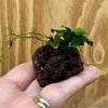 Scapeshop.com.au One Only Anubias Petite Nana on Nano Lava Rock Creation - One Only - A Anubias Petite Nana on Nano Lava Rock Creation - One Only - A