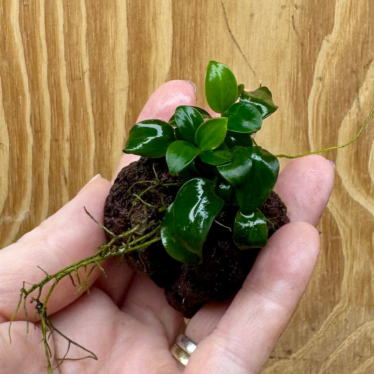 Scapeshop.com.au One Only Anubias Petite Nana on Nano Lava Rock Creation - One Only - A Anubias Petite Nana on Nano Lava Rock Creation - One Only - A