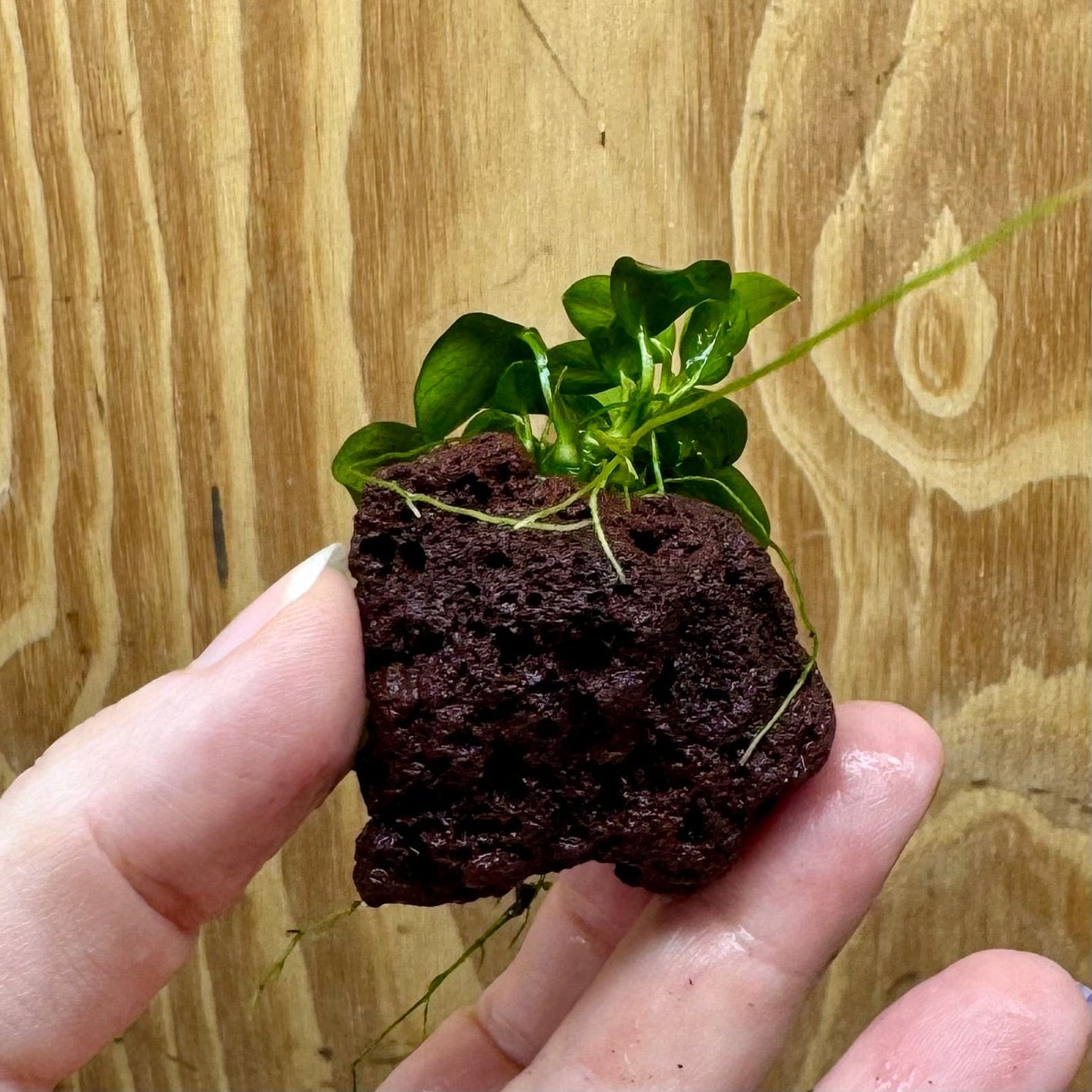 Scapeshop.com.au One Only Anubias Petite Nana on Nano Lava Rock Creation - One Only - A Anubias Petite Nana on Nano Lava Rock Creation - One Only - A