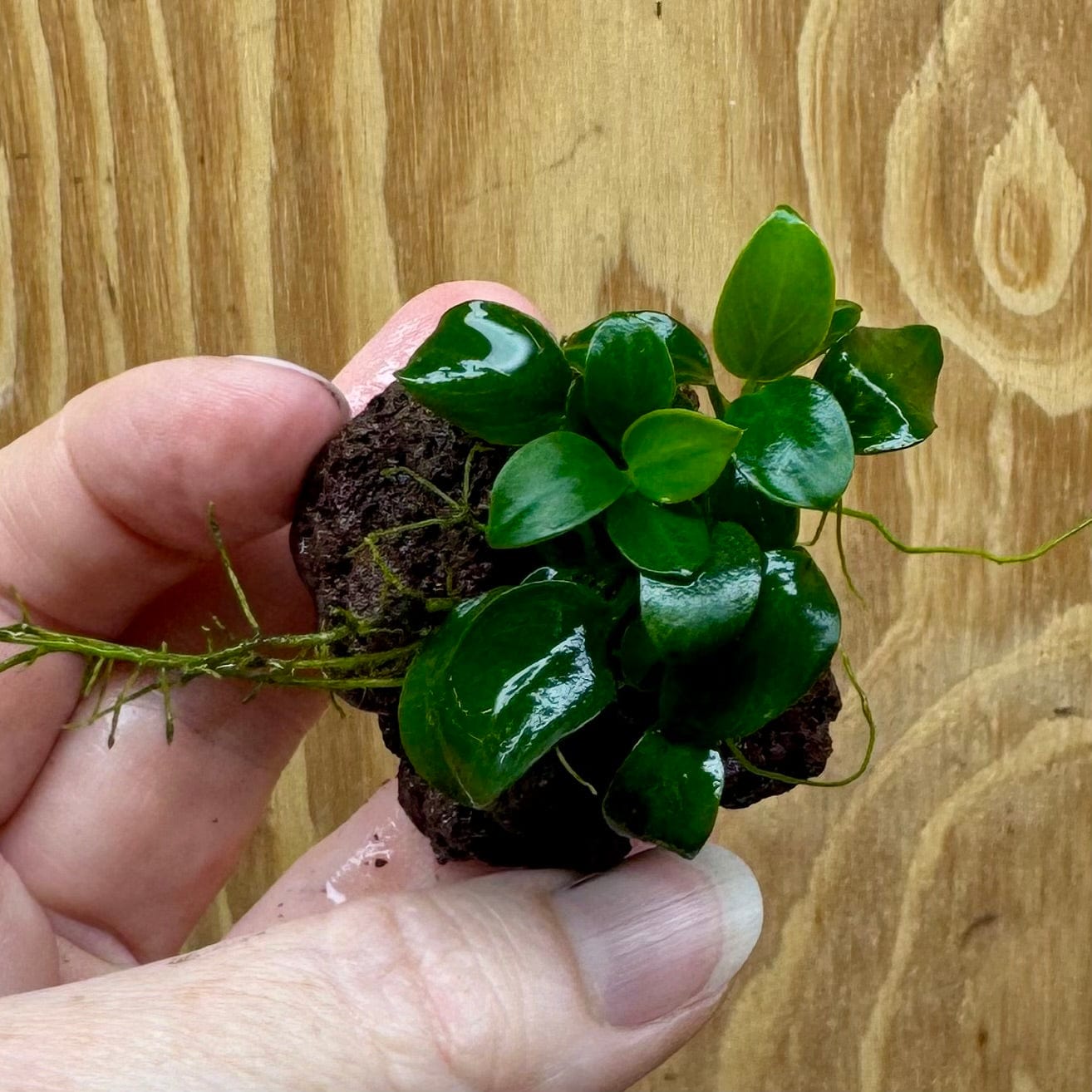 Scapeshop.com.au One Only Anubias Petite Nana on Nano Lava Rock Creation - One Only - A Anubias Petite Nana on Nano Lava Rock Creation - One Only - A