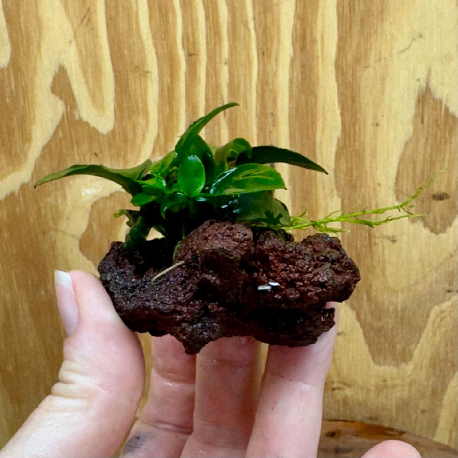 Scapeshop.com.au One Only Anubias Petite Nana on Nano Lava Rock Creation - One Only - B Anubias Petite Nana on Nano Lava Rock Creation - One Only - B