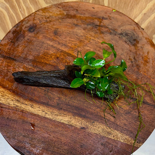 Pisces Enterprises One Only Anubias Petite Nana on Small Driftwood Creation - One Only - Beautiful Anubias Petite Nana on Small Driftwood Creation - One Only - Beautiful
