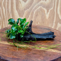 Pisces Enterprises One Only Anubias Petite Nana on Small Driftwood Creation - One Only - Beautiful Anubias Petite Nana on Small Driftwood Creation - One Only - Beautiful