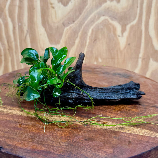 Pisces Enterprises One Only Anubias Petite Nana on Small Driftwood Creation - One Only - Beautiful Anubias Petite Nana on Small Driftwood Creation - One Only - Beautiful