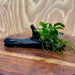 Pisces Enterprises One Only Anubias Petite Nana on Small Driftwood Creation - One Only - Beautiful Anubias Petite Nana on Small Driftwood Creation - One Only - Beautiful
