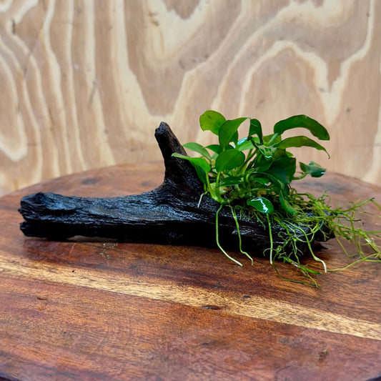 Pisces Enterprises One Only Anubias Petite Nana on Small Driftwood Creation - One Only - Beautiful Anubias Petite Nana on Small Driftwood Creation - One Only - Beautiful