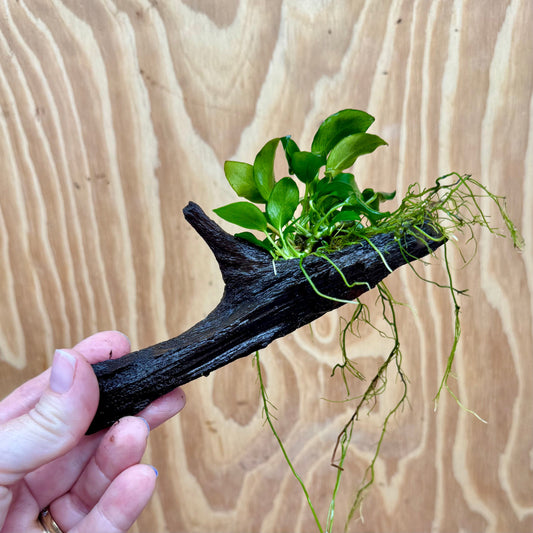 Pisces Enterprises One Only Anubias Petite Nana on Small Driftwood Creation - One Only - Beautiful Anubias Petite Nana on Small Driftwood Creation - One Only - Beautiful
