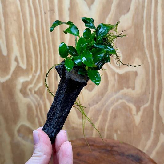 Pisces Enterprises One Only Anubias Petite Nana on Small Driftwood Creation - One Only - Beautiful Anubias Petite Nana on Small Driftwood Creation - One Only - Beautiful