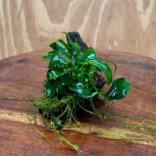 Pisces Enterprises One Only Anubias Petite Nana on Small Driftwood Creation - One Only - Beautiful Anubias Petite Nana on Small Driftwood Creation - One Only - Beautiful