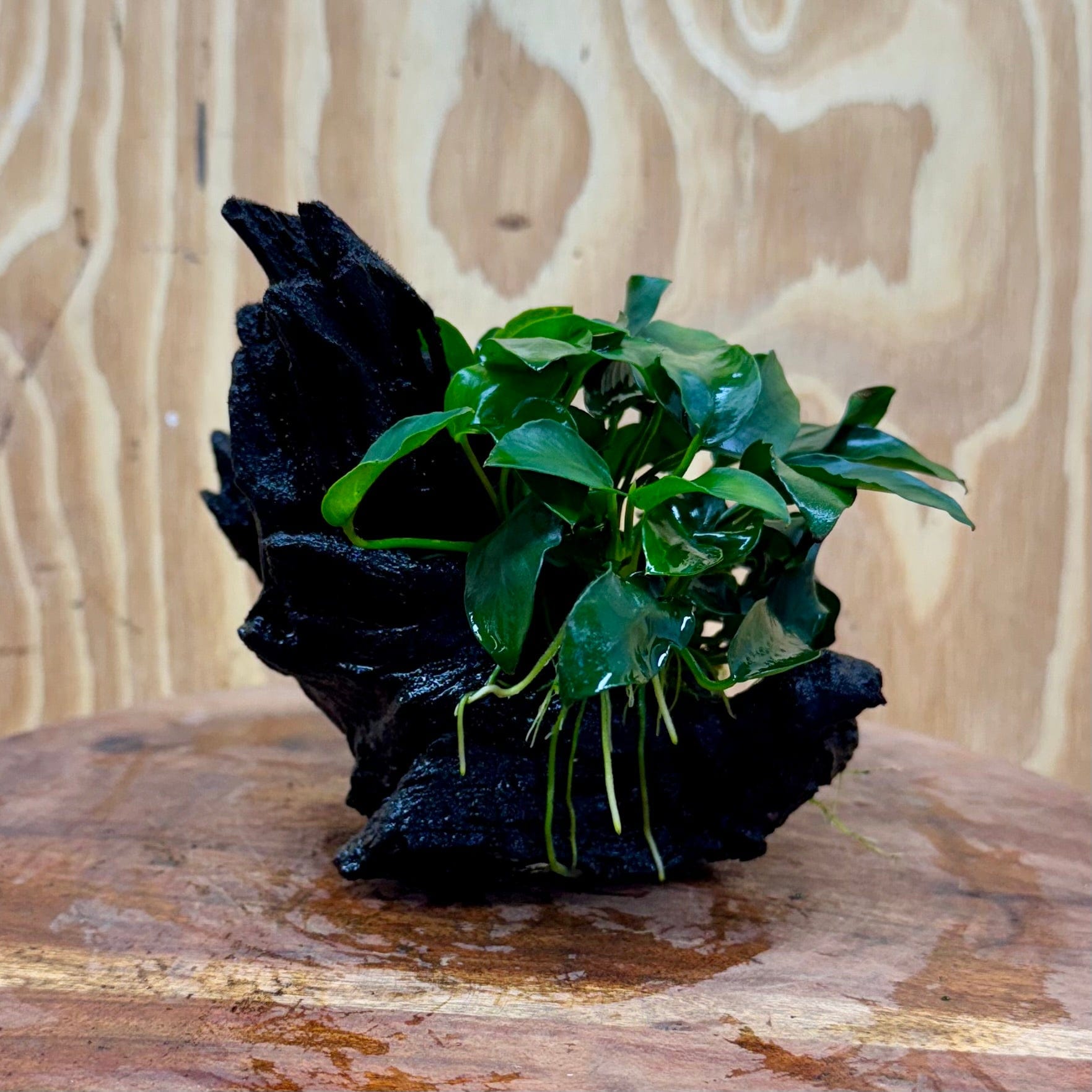 Pisces Enterprises One Only Anubias Petite Nana on Small Driftwood Creation - One Only - Bold Anubias Coffeefolia on Medium Driftwood - one only  Bold - Aquarium Plants