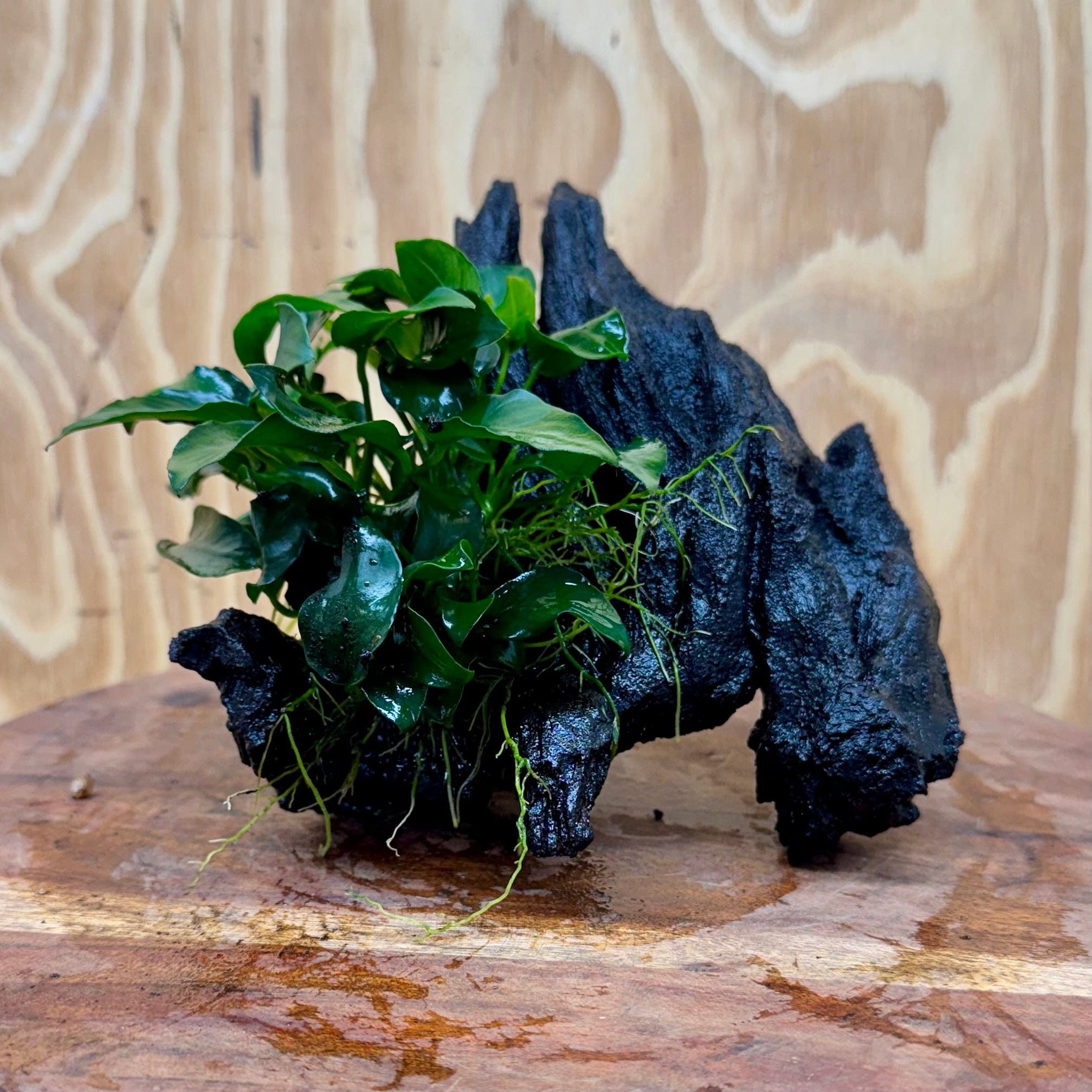 Pisces Enterprises One Only Anubias Petite Nana on Small Driftwood Creation - One Only - Bold Anubias Coffeefolia on Medium Driftwood - one only  Bold - Aquarium Plants