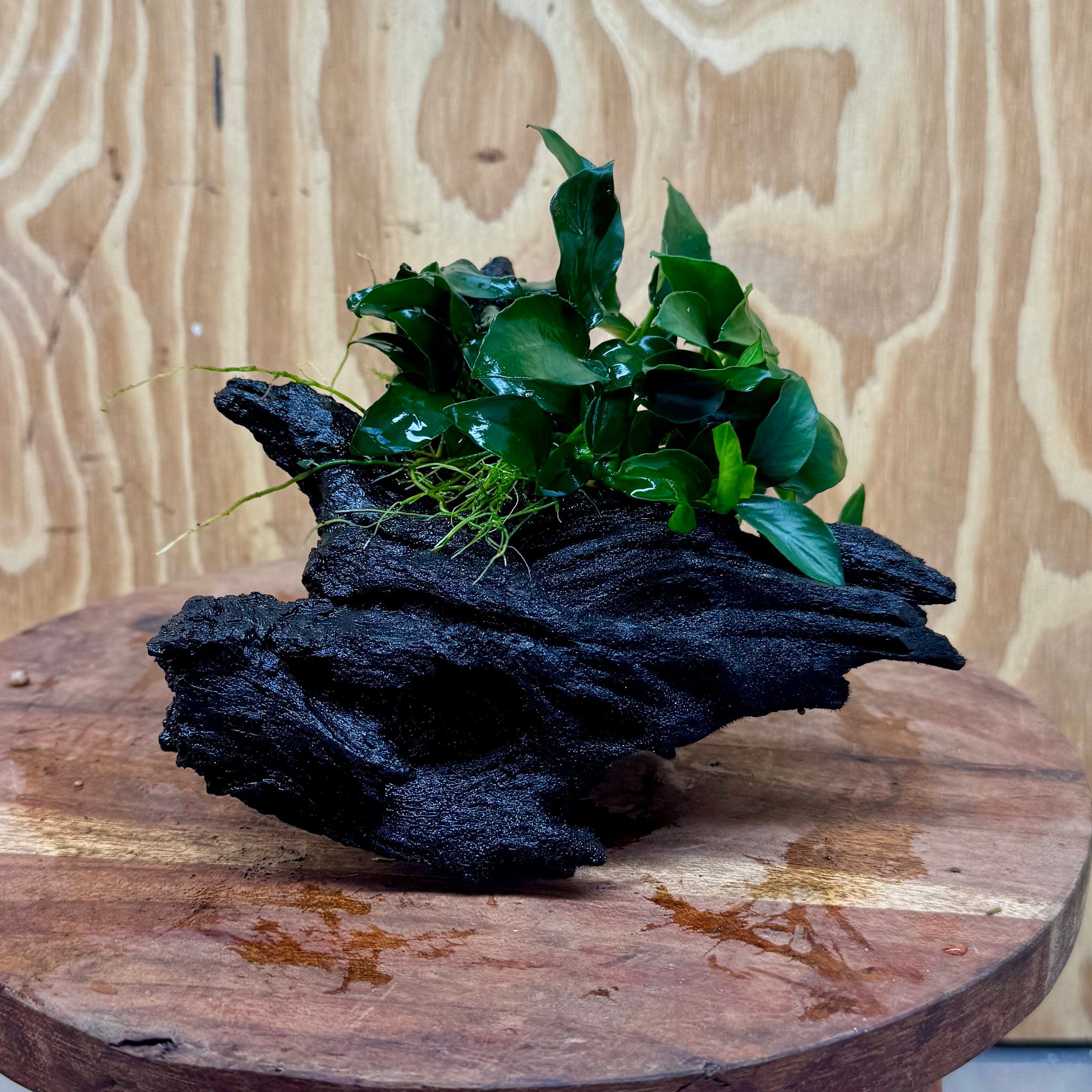 Pisces Enterprises One Only Anubias Petite Nana on Small Driftwood Creation - One Only - Bold Anubias Coffeefolia on Medium Driftwood - one only  Bold - Aquarium Plants