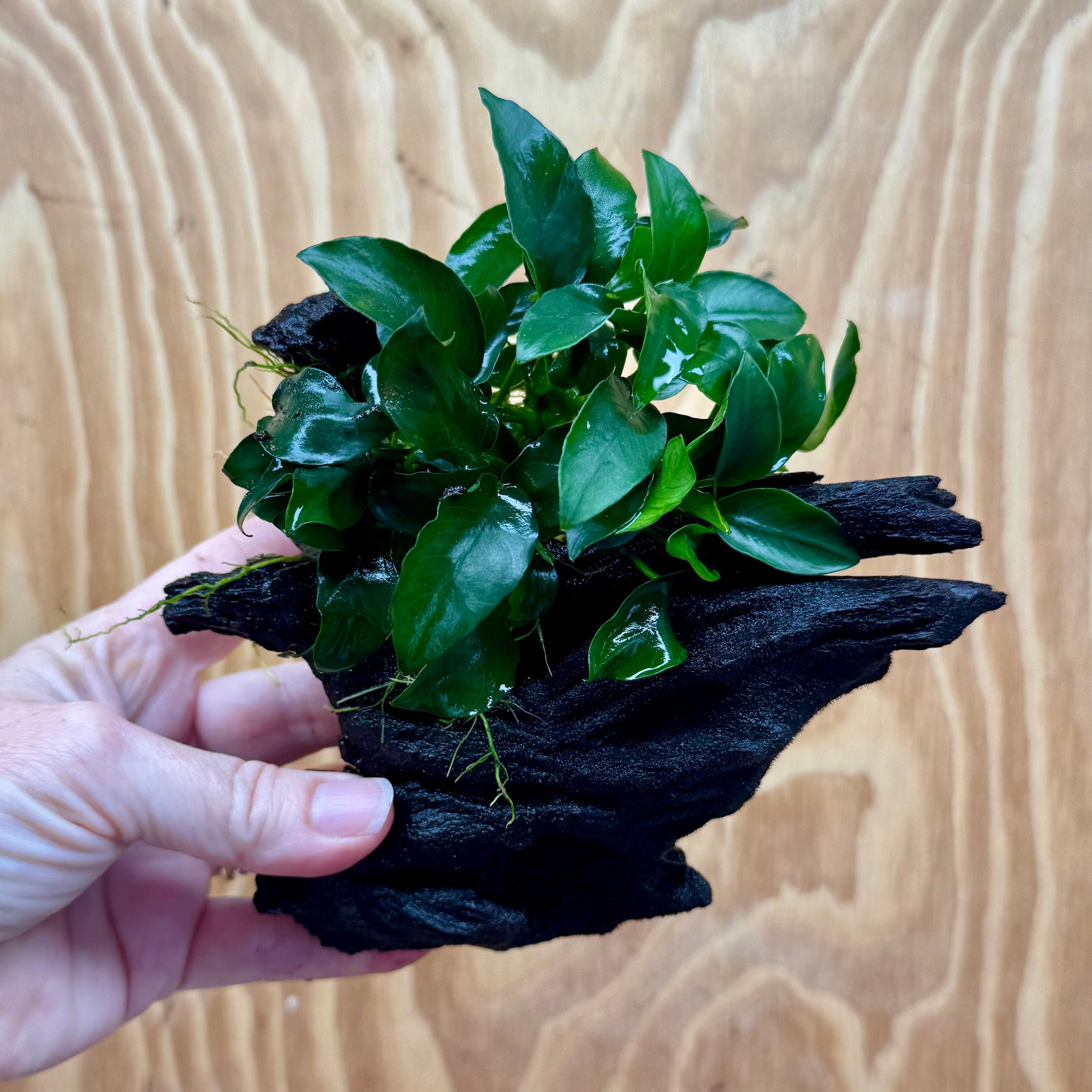 Pisces Enterprises One Only Anubias Petite Nana on Small Driftwood Creation - One Only - Bold Anubias Coffeefolia on Medium Driftwood - one only  Bold - Aquarium Plants