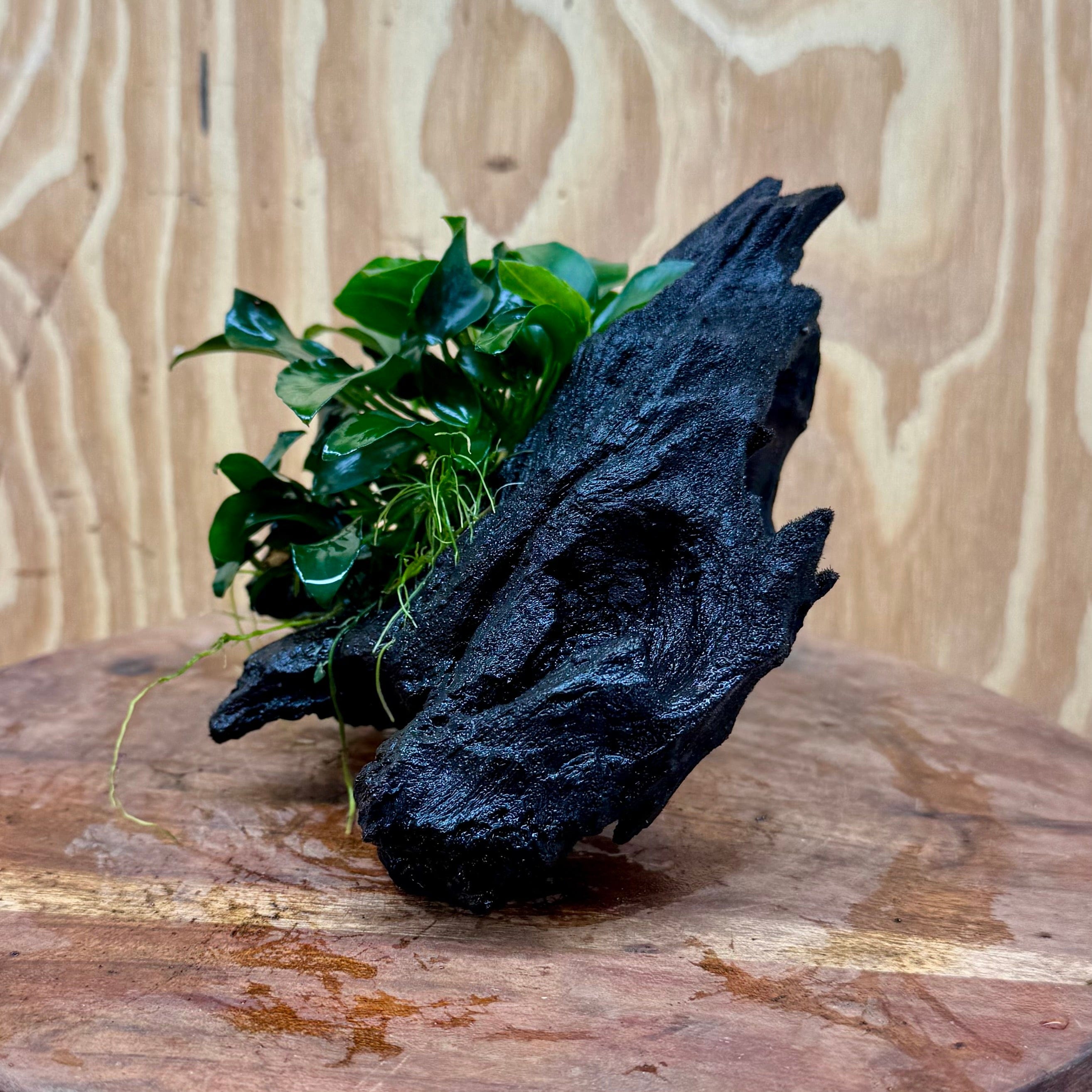 Pisces Enterprises One Only Anubias Petite Nana on Small Driftwood Creation - One Only - Bold Anubias Coffeefolia on Medium Driftwood - one only  Bold - Aquarium Plants