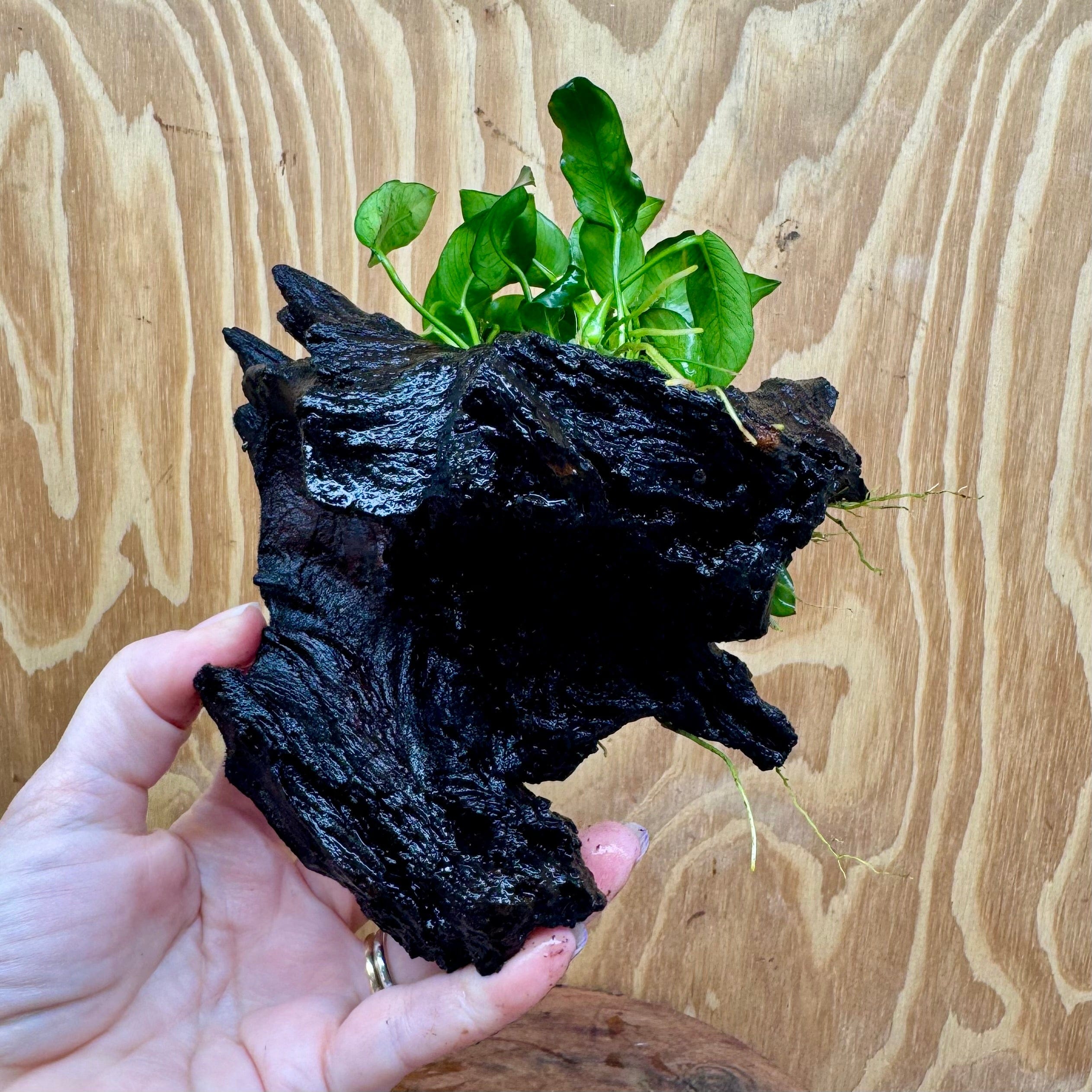 Pisces Enterprises One Only Anubias Petite Nana on Small Driftwood Creation - One Only - Bold Anubias Coffeefolia on Medium Driftwood - one only  Bold - Aquarium Plants