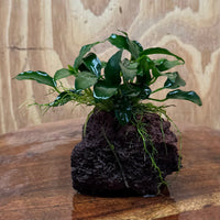 Scapeshop.com.au One Only Anubias Petite Nana on Small Lava Rock Creation - One Only - A Buy Anubias Petite Nana on Small Lava Rock Creation - One Only - A