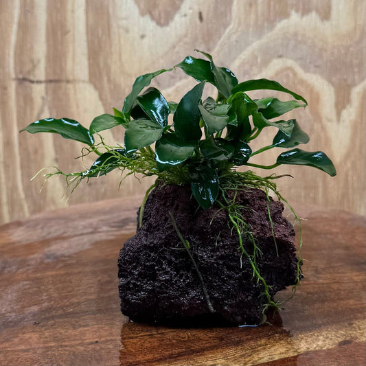 Scapeshop.com.au One Only Anubias Petite Nana on Small Lava Rock Creation - One Only - A Buy Anubias Petite Nana on Small Lava Rock Creation - One Only - A