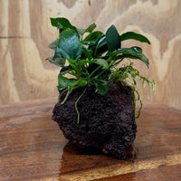 Scapeshop.com.au One Only Anubias Petite Nana on Small Lava Rock Creation - One Only - A Buy Anubias Petite Nana on Small Lava Rock Creation - One Only - A