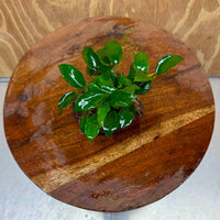 Scapeshop.com.au One Only Anubias Petite Nana on Small Lava Rock Creation - One Only - A Buy Anubias Petite Nana on Small Lava Rock Creation - One Only - A