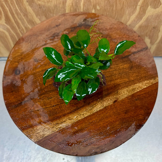 Scapeshop.com.au One Only Anubias Petite Nana on Small Lava Rock Creation - One Only - A Buy Anubias Petite Nana on Small Lava Rock Creation - One Only - A